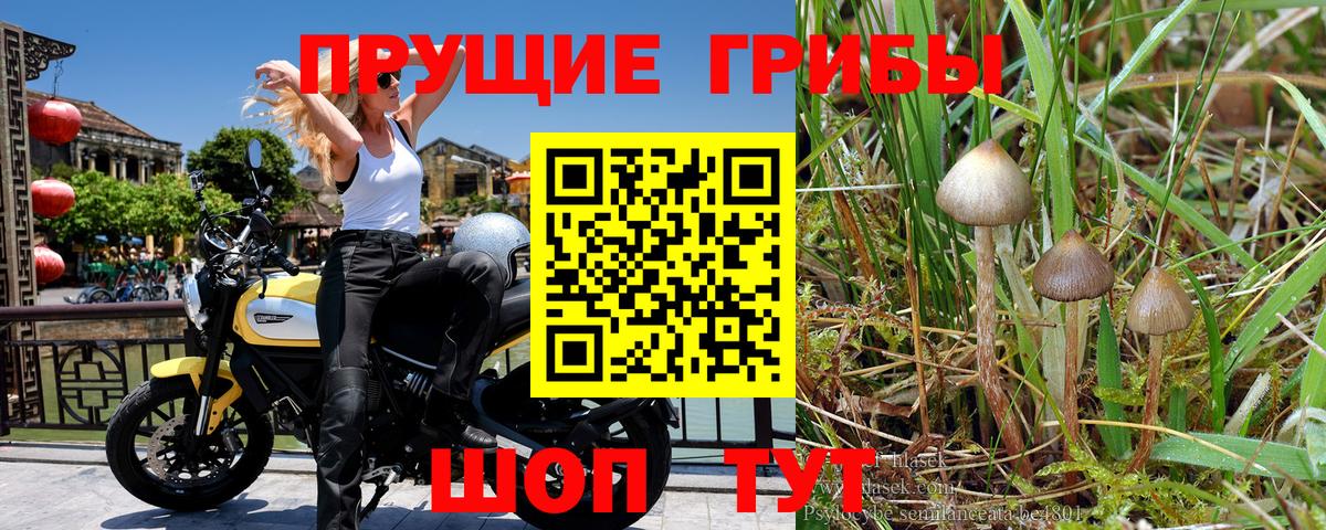 Псилоцибиновые грибы ЛСД Сальск